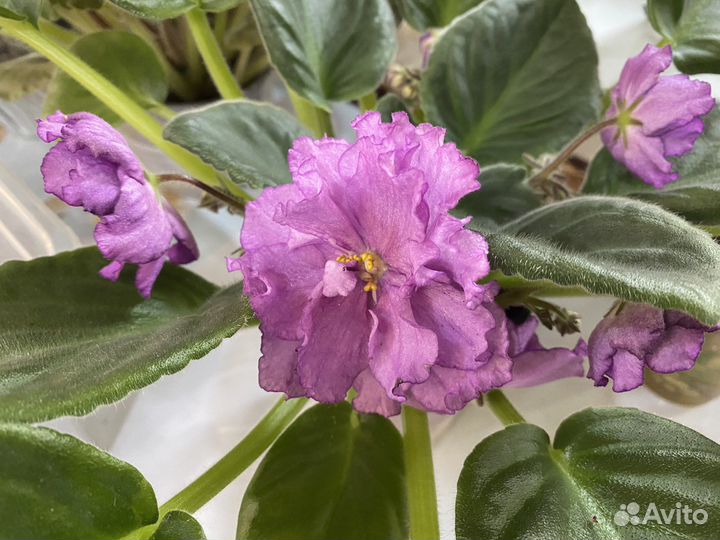 Сортовые фиалки.Детки сортовых фиалок