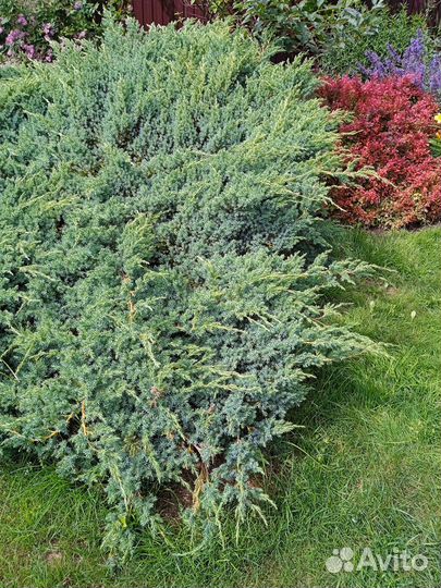 Можжевельник чешуйчатый Блю Карпет