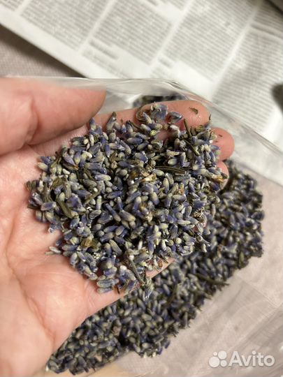 Цветы лаванды