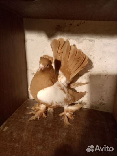 Продам голубей
