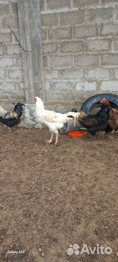 Молодые петушки