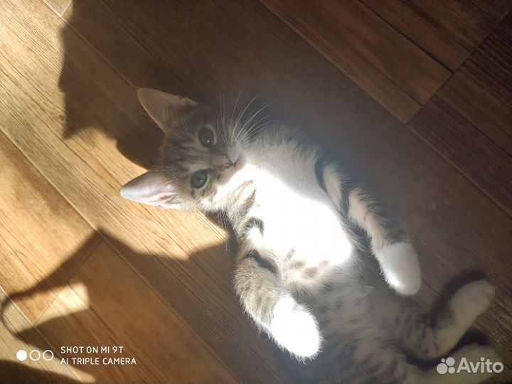 Домашние котята