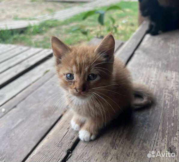 Кошка