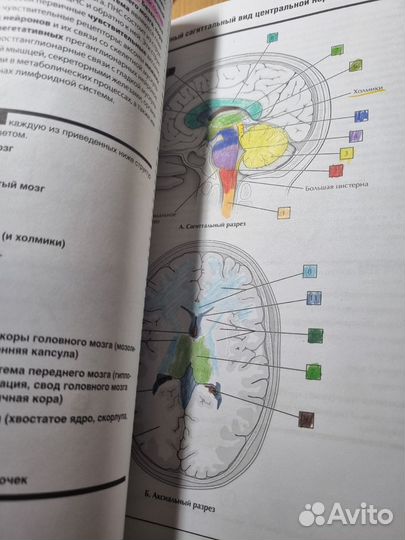 Продам книгу Неврология Рисунки неттера