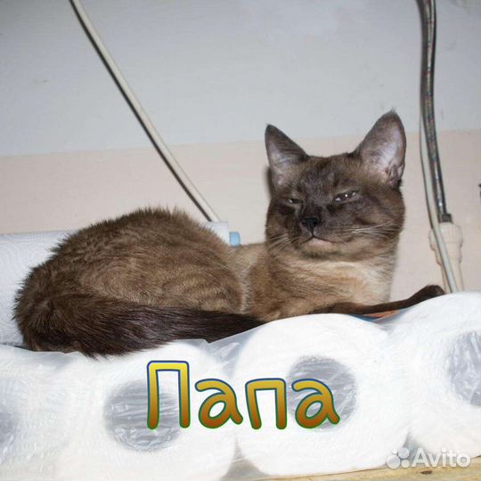 Самые лучшие айкоты