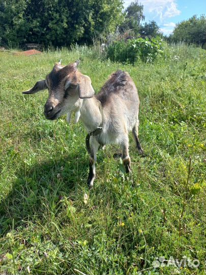 Занонубийские козлик и козочка