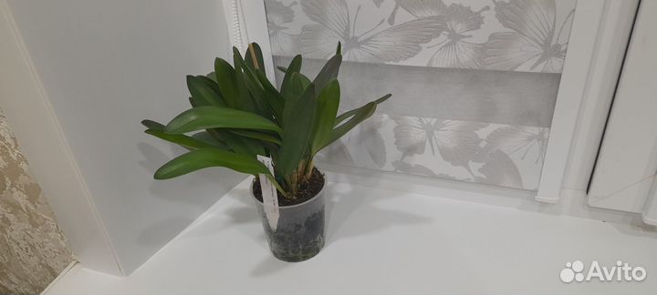 Masdevallia colossus