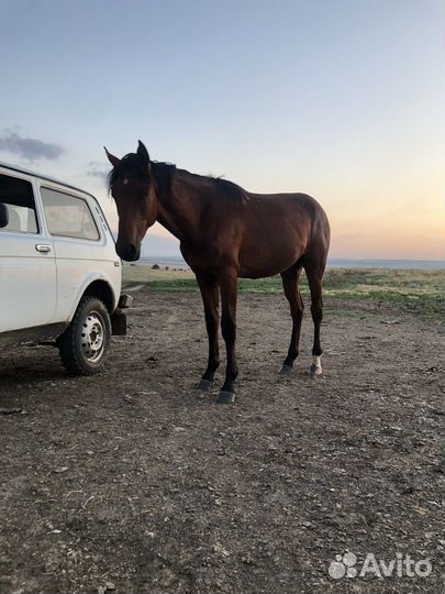 Полукровный жеребец