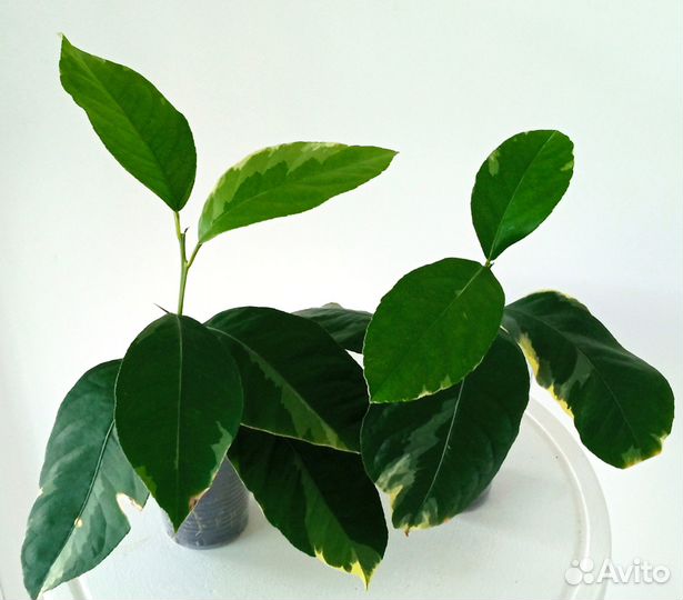 Лимон Грабау вар