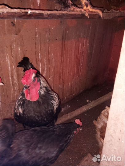 Продам петуха
