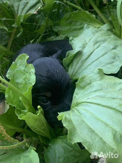 Продаются щенки спаниеля