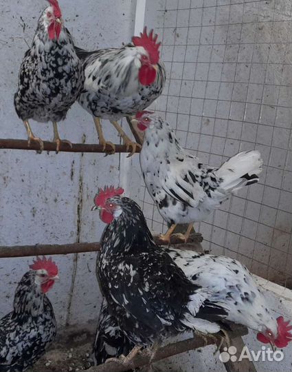 Леггорн долматинец