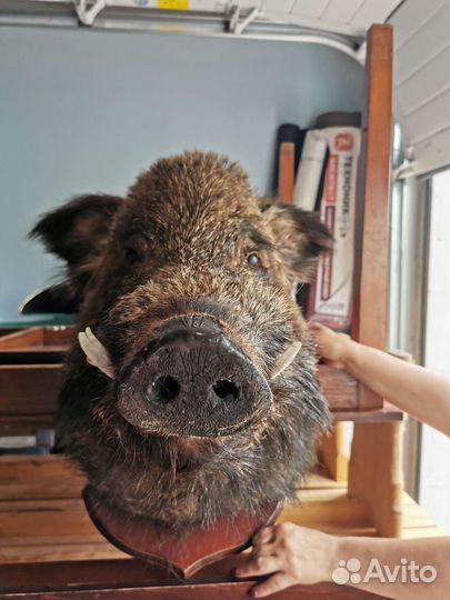 Чучело головы кабана