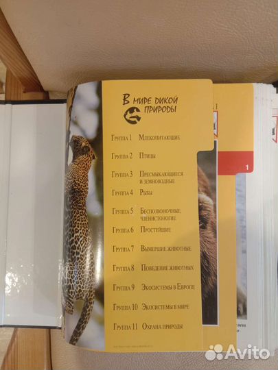 В мире дикой природы