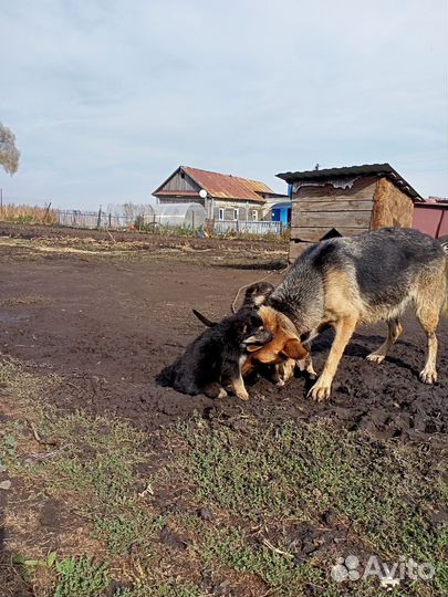 Щенки немецкой овчарки