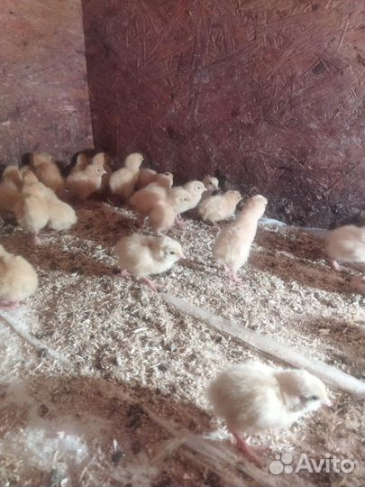 Перепелята