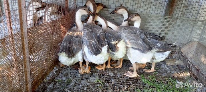 Гуси китайский гергель, оптом