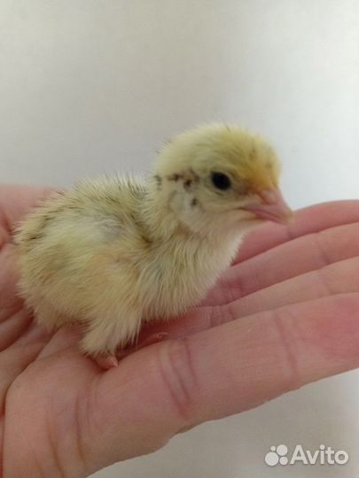 Перепелята