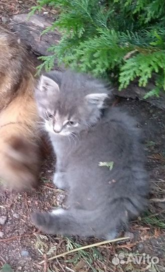 Котята ищут добрых хозяев