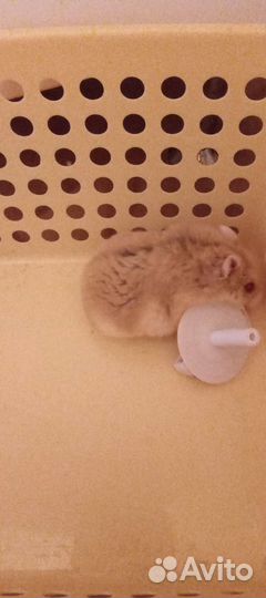 Грызуны в добрые руки