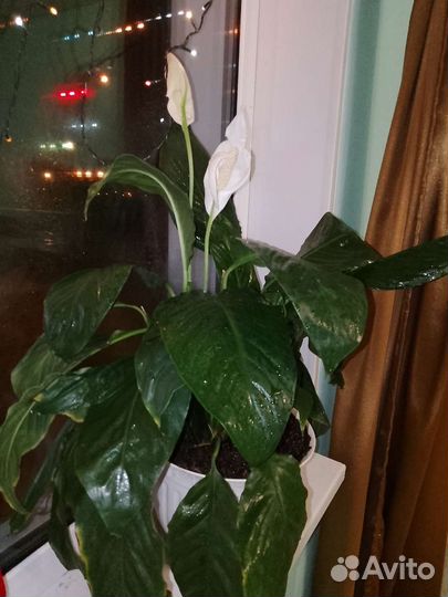 Спатифиллум 