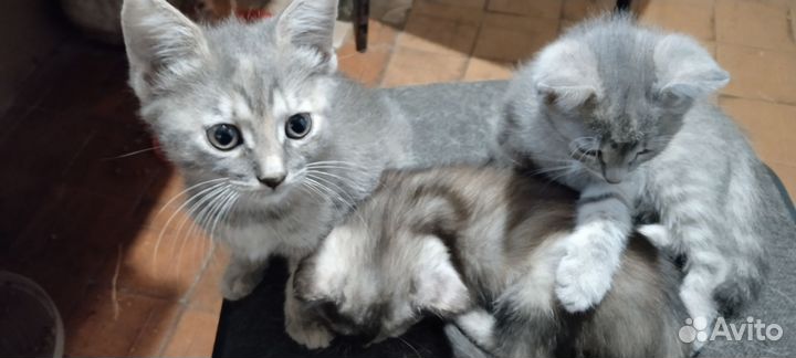 Кошечки в добрые руки