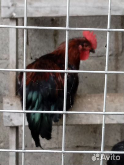 Молодые петухи