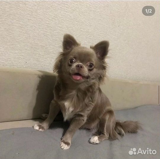 Щенки чихуахуа девочки