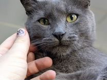 Очаровательный кот в добрые руки