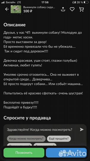 Собака в добрые руки