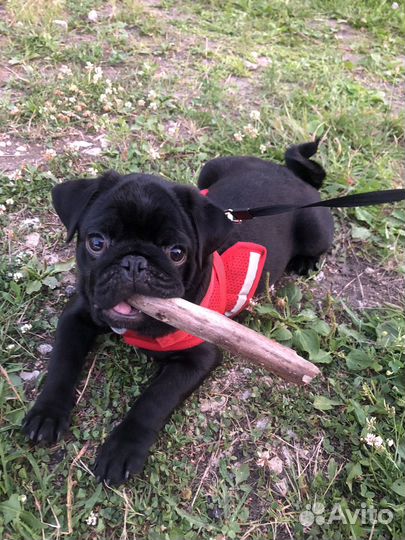 Мопс вязка мальчик