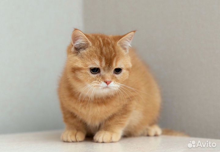 Шотландский кот Василис