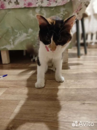 Дуся дочка Муси)