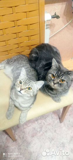 Котенок шотландский