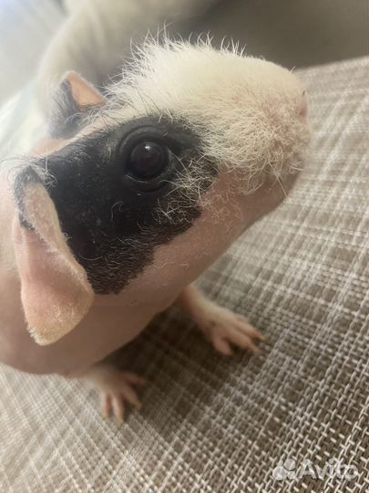 Морские свинки