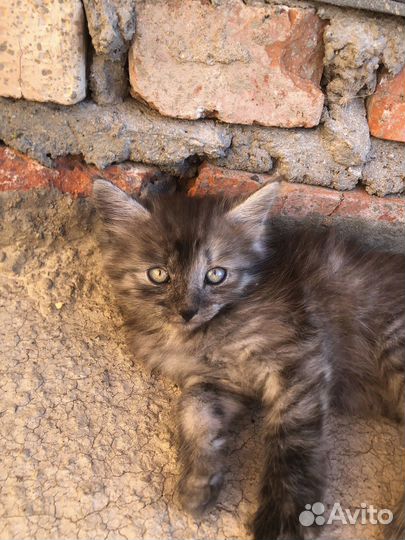 Кошки в добрые руки