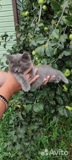 Котëнок в добрые руки