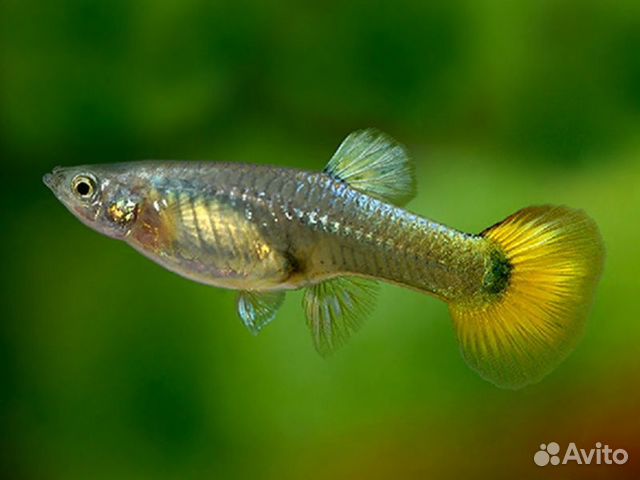 Рыбки и растения