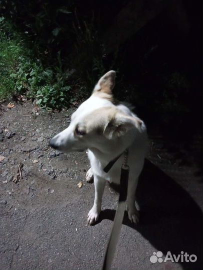 Собака в добрые руки отдам бесплатно