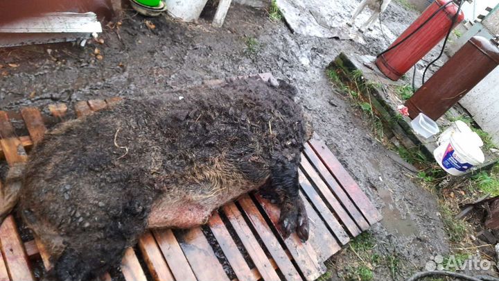 Забой домашнего скота