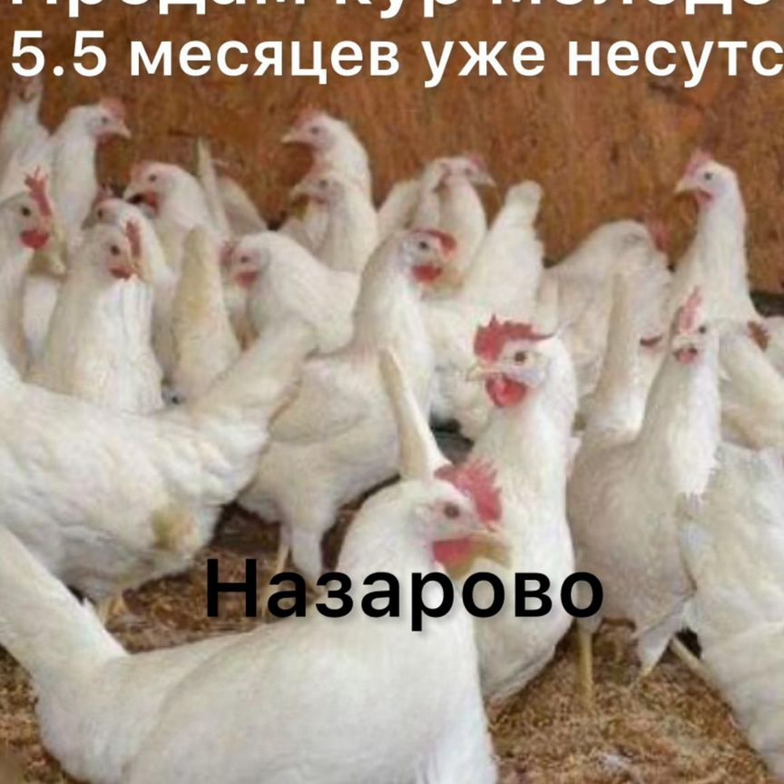 Куры молодки