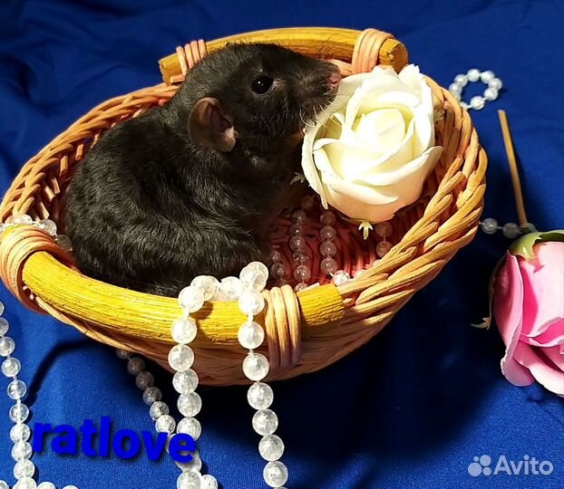 Крысята мальчишки от ratlove