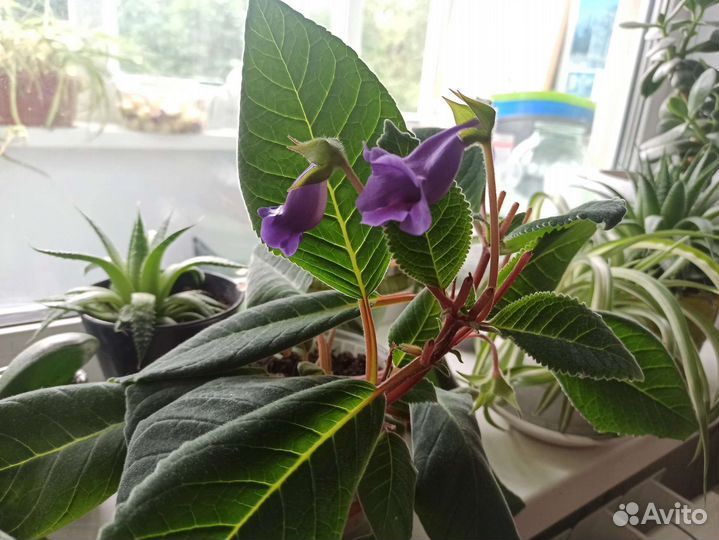 Цветы комнатные