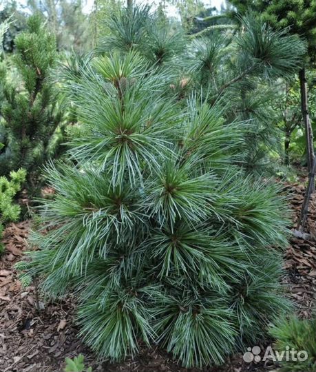 Саженцы кедра корейского 4 года