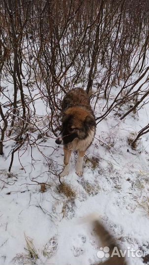 Собака в добрые руки отдам бесплатно