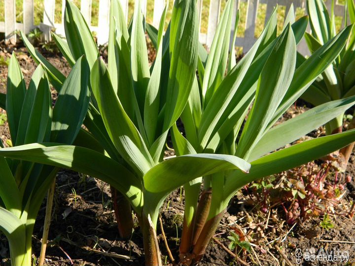 Лук-чеснок Суворовский
