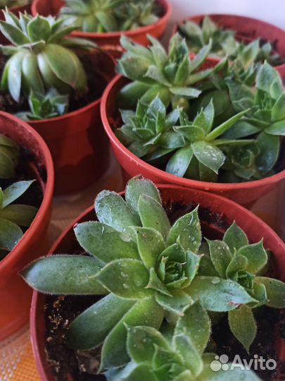 Суккуленты