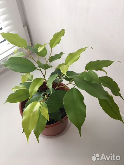 Фикус бенджамина