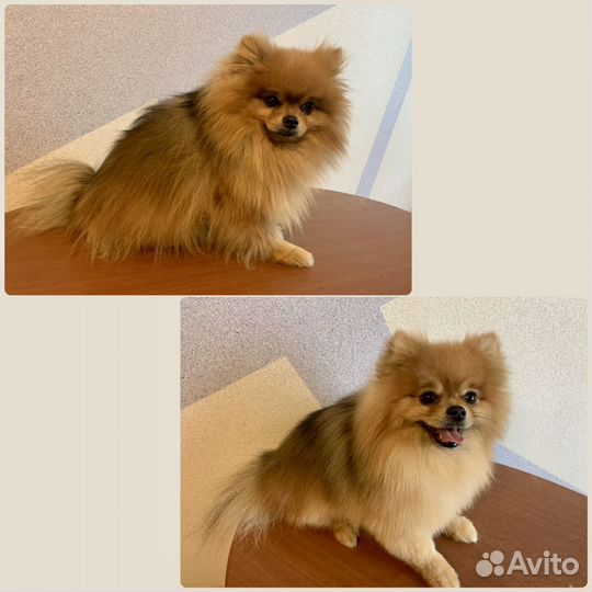 Груминг, стрижка кошек и собак