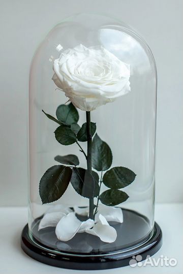 Роза в колбе